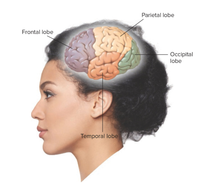 Structures in the cerebral cortex that are located just above the ears and are involved in *hearing*, *language processing*, and *memory*.
