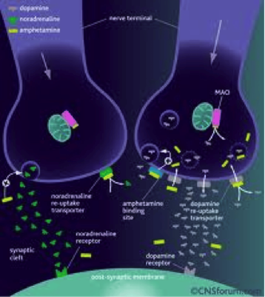 <p>the study of the effects of drugs on mind and behavior</p>