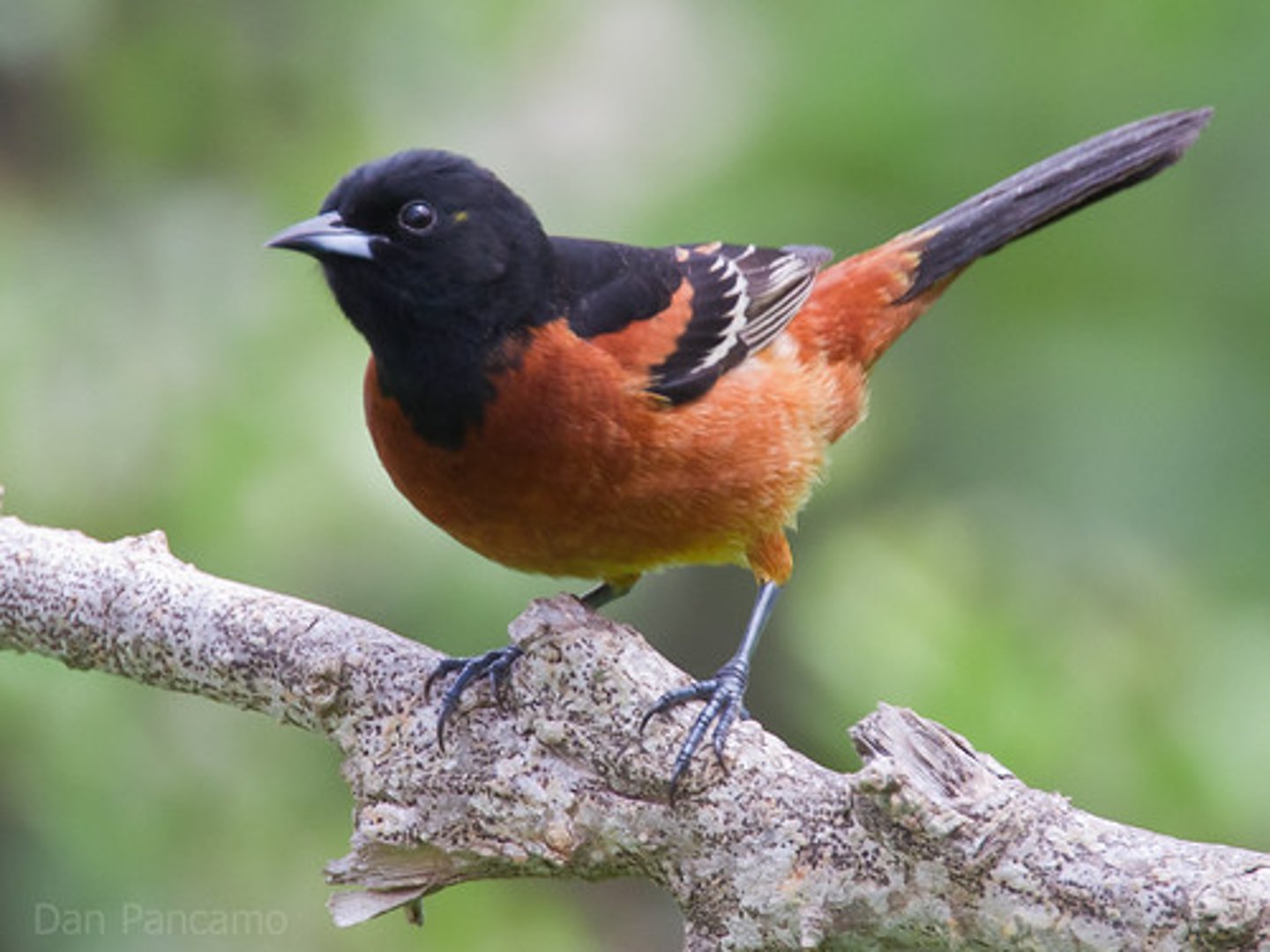 <p>Passeriformes</p><p>Chestnut body with black on top, white wingbar</p><p>Female is yellow</p>