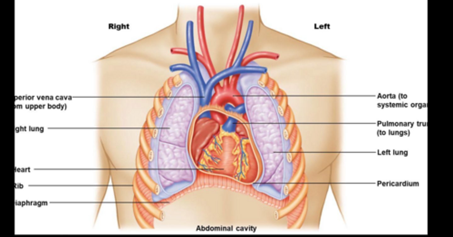 <p>To pump blood through the vessels.</p>