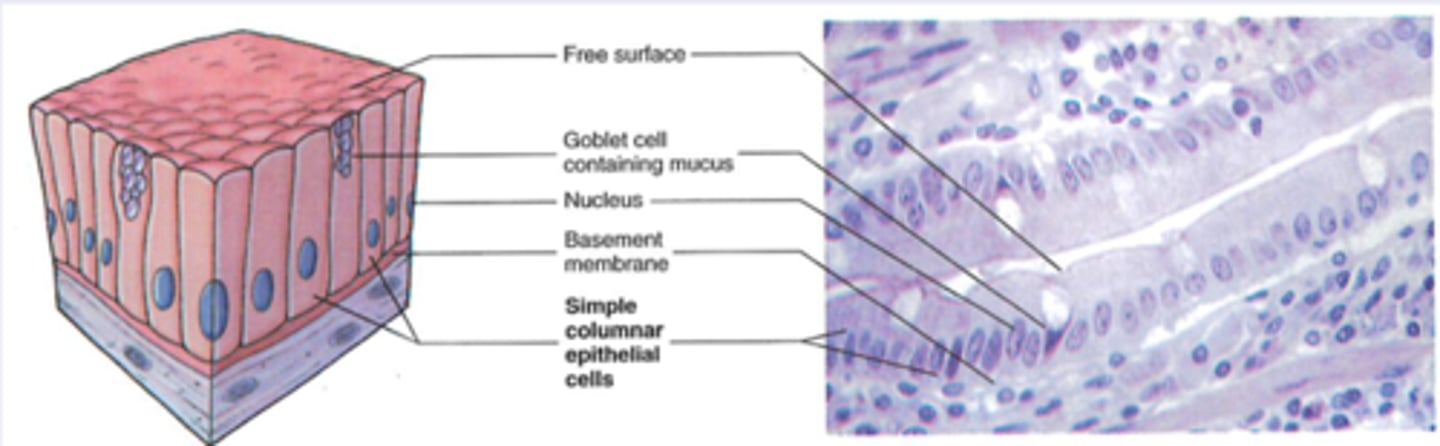 <p>-Location: Lining of stomach, intestines, glands, ducts, auditory tubes</p><p>-Structure: Single layer of tall narrow cells; some have microvilli/cilia</p><p>-Function: Secretion; mucus movement (via cilia/microvilli)</p>