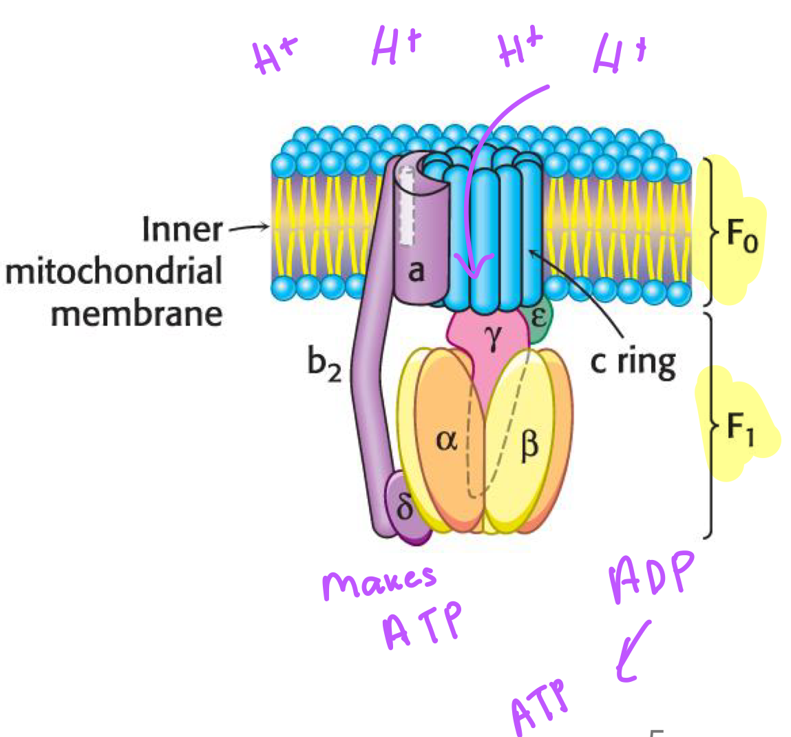 <ol><li><p>F0: embedded in inner mitochondrial membrane </p></li><li><p>F1: Contains the active sites for ATP and protrudes into matrix </p></li></ol><p></p>