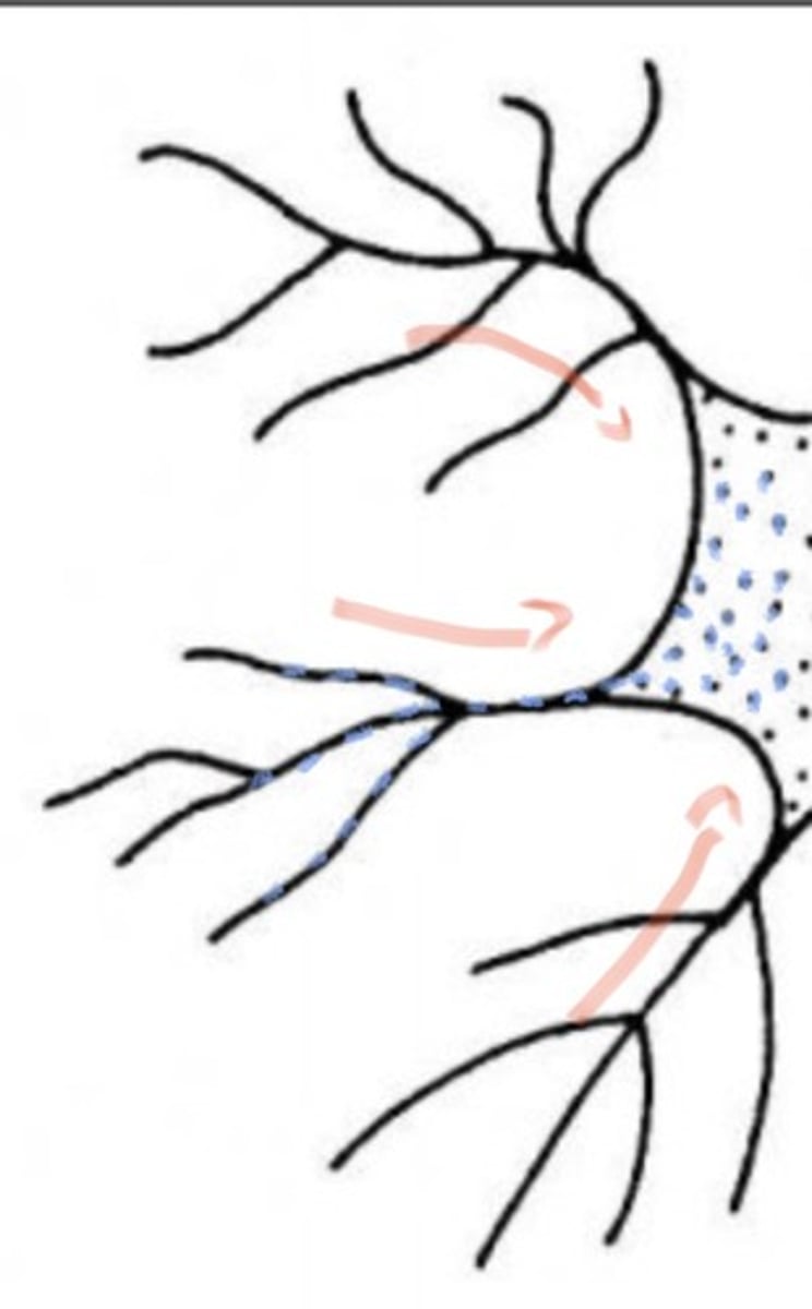 <p>Ciała komórek i dendrytów</p>