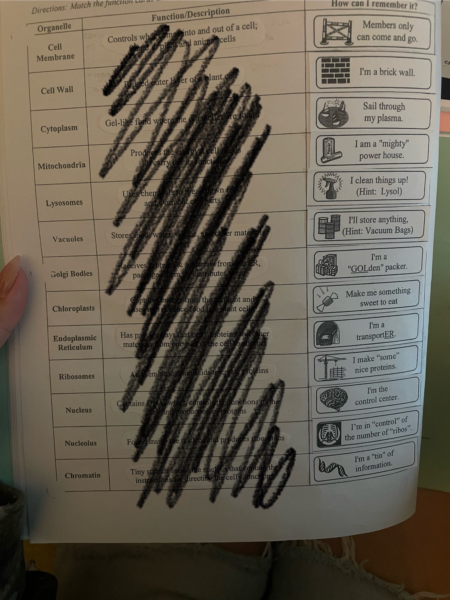 <p>SHORT ANSWER</p><p>Know your cell organelles and their functions</p>