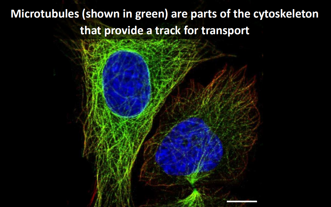 <ul><li><p>They are parts of the cytoskeleton that provide a track for transport </p></li></ul><p></p>