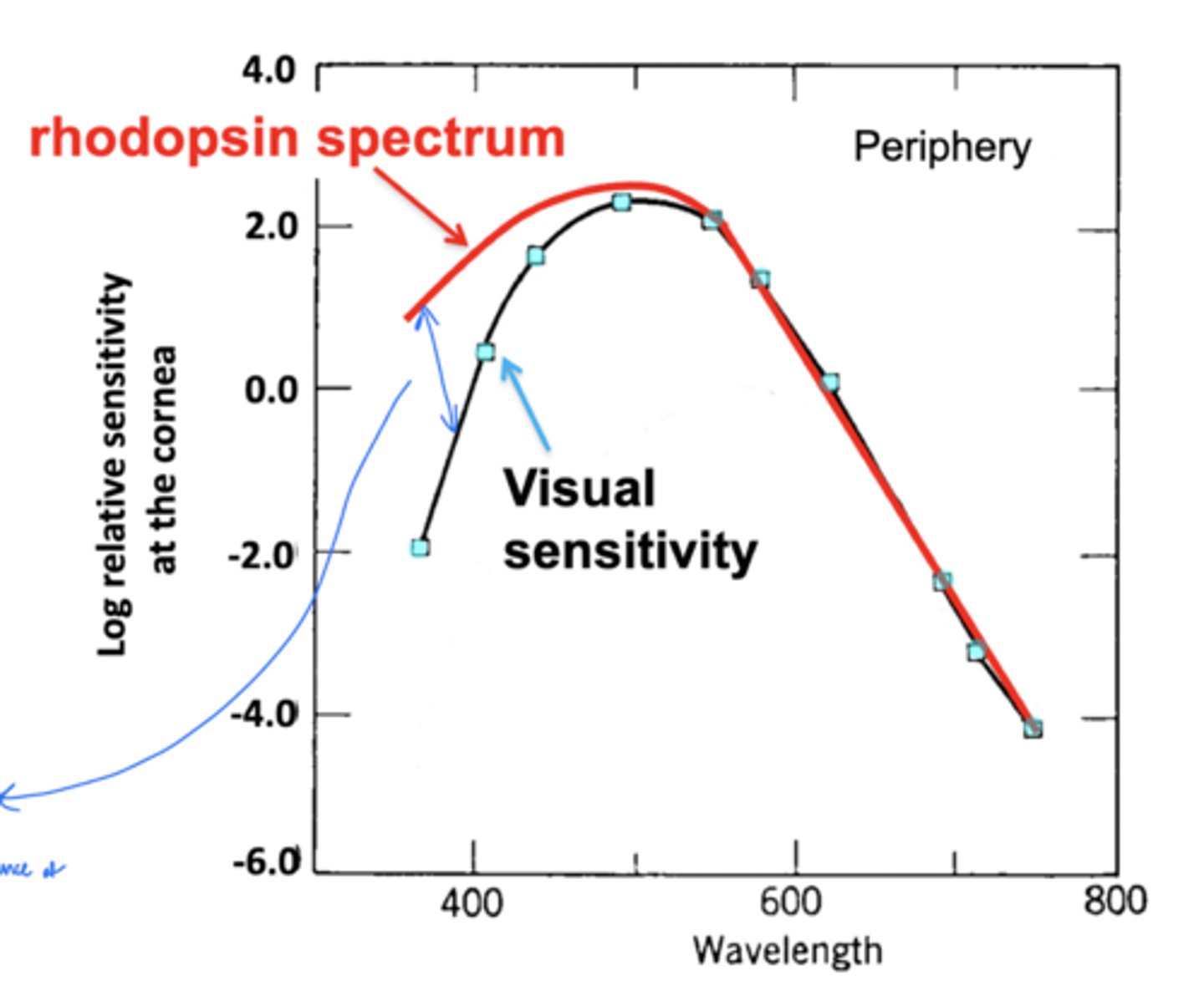 <p>brunences of crystalline lens - affects shorter wavelengths</p><p>depends on age</p>