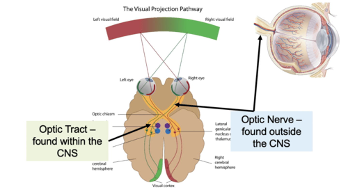 <p>Tract: Group of axons in CNS</p><p>Nerve: group of axons in PNS</p>