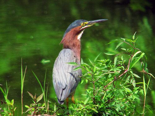 <p>Order: Ciconiiformes Family: Ardeidae</p>