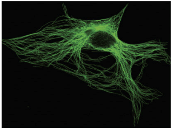Microtubules