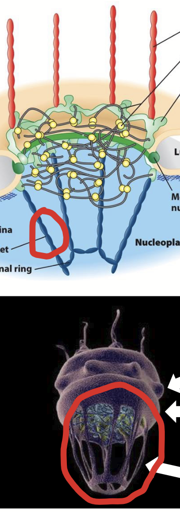 <p><strong><u>Part of the nuclear pore complex (NPC)</u></strong>.</p><ul><li><p>“Basket-like” structure (also made of structural nucleoporins) located on nuclear (nucleoplasmic) side of NPC.</p></li><li><p>Linked to Y-complex nuclear ring.</p></li><li><p>Involved in nuclear receptor-cargo protein important and export to cytoplasm (both forward AND reverse processes)</p></li></ul><p></p>