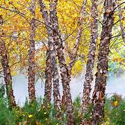 <p>river birch</p>