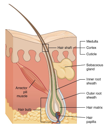 <p><strong>Hair</strong></p><ul><li><p>Found on most skin surfaces except for soles of feet & palms of hands</p></li><li><p>Aids in <strong>sensation</strong>, <strong>protection</strong> against <strong>dust</strong> and <strong>insects</strong>, and <strong>temperature</strong> <strong>regulation</strong></p></li><li><p>Made up of <strong>dead</strong>, <strong>keratinized</strong> <strong>cells</strong> produced in a <strong>hair</strong> <strong>follicle</strong> located in the <strong>dermis</strong> of the skin</p></li></ul><p></p>
