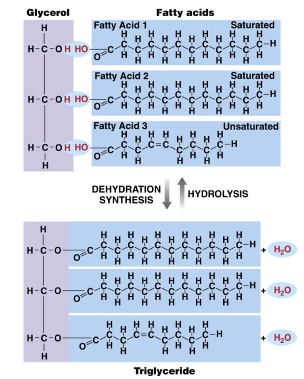 <ul><li><p>Key functions of triglycerides (glycerol + 3 fatty acids)</p><ul><li><p>energy storage&nbsp;</p></li><li><p>insulation</p></li><li><p>shock absorber</p></li></ul></li><li><p>glycerol + fatty acids</p></li><li><p>glycerol&nbsp;= 3 carbon sugar</p></li><li><p><strong>formed by dehydration synthesis</strong></p></li><li><p>triglycerides stored as lipid droplets in cells of body (adipocytes)</p></li><li><p>human body good at making and storing <strong>triglycerides</strong></p></li></ul><p></p>
