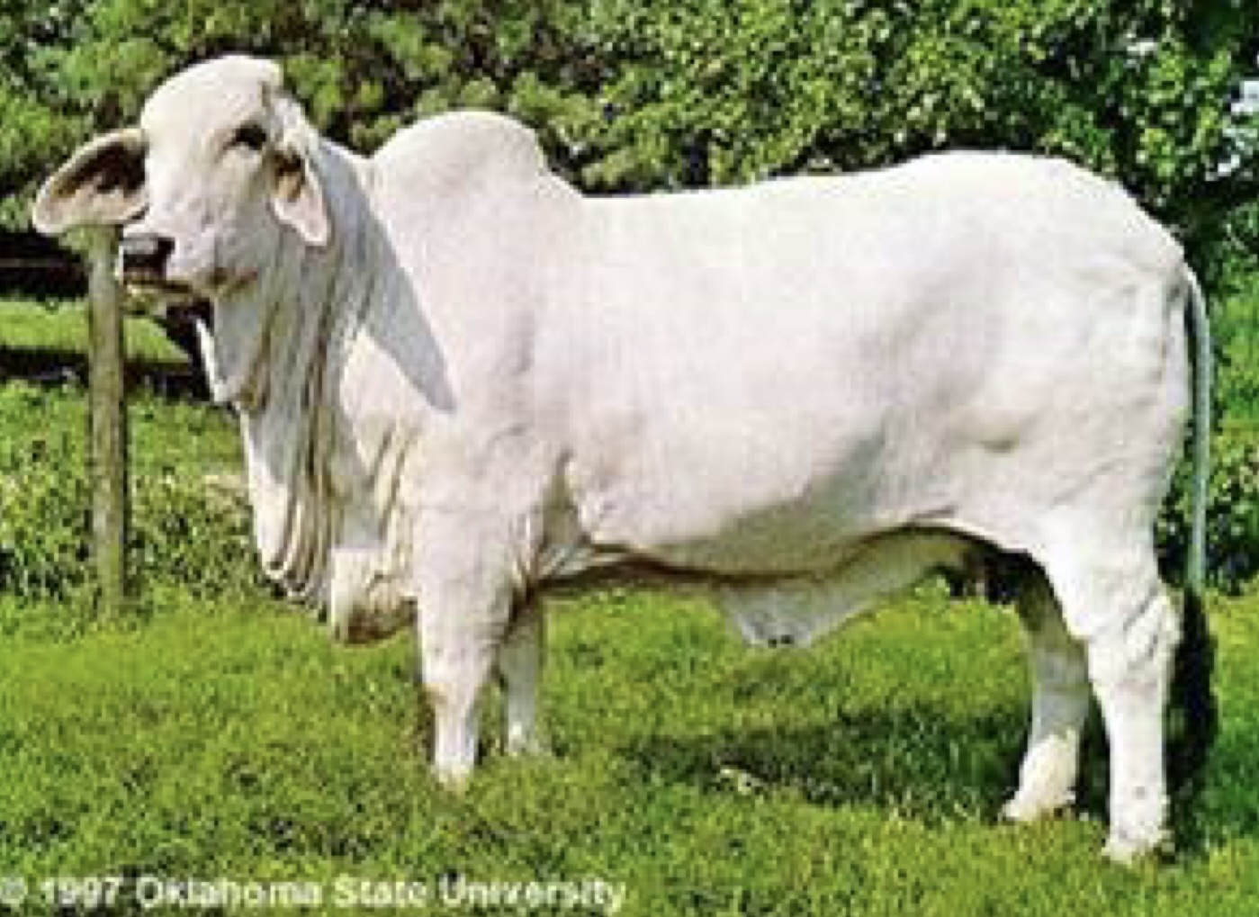 <p>What type of cow is this?</p>