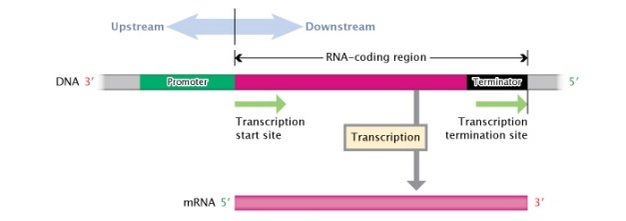 <p>An RNA coding region, flanked by a promoter region and a terminator region</p>