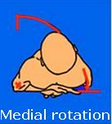 <p>La rotation médiale ou endorotation</p>