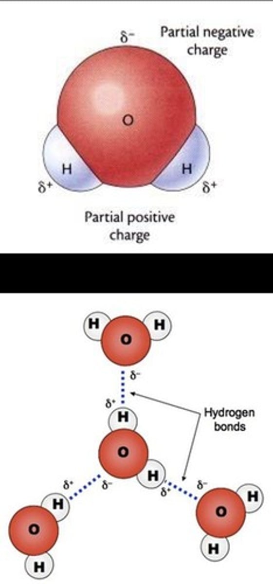 <p>Hydrogen bonds.</p>