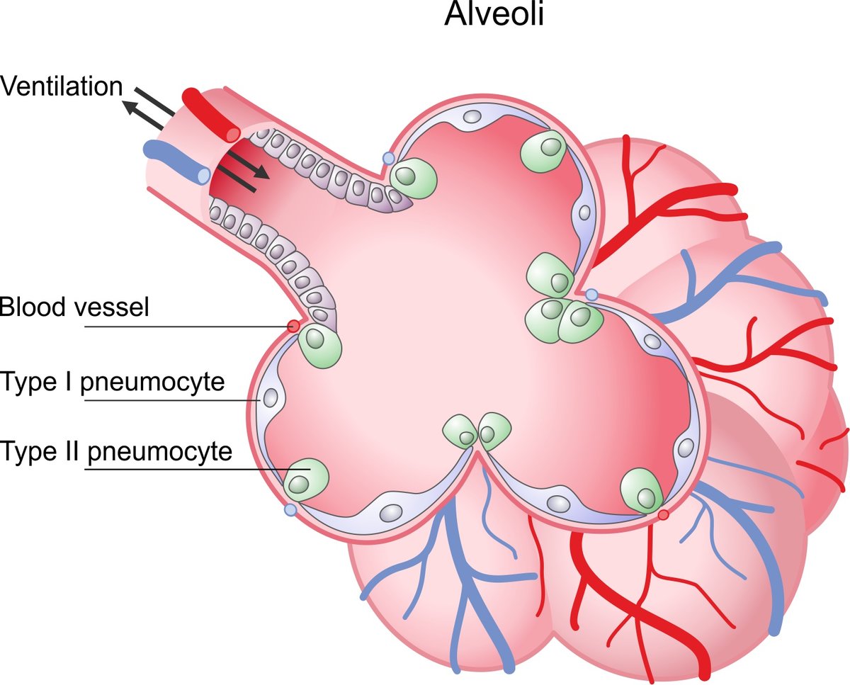 <p>What are the <strong>two types</strong> of <strong>alveolar cells?</strong></p>