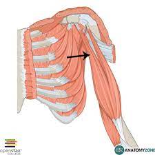 flexor of the forearm
