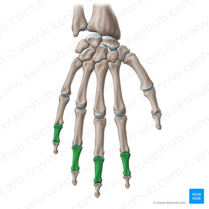 <p>What is this bone? </p>