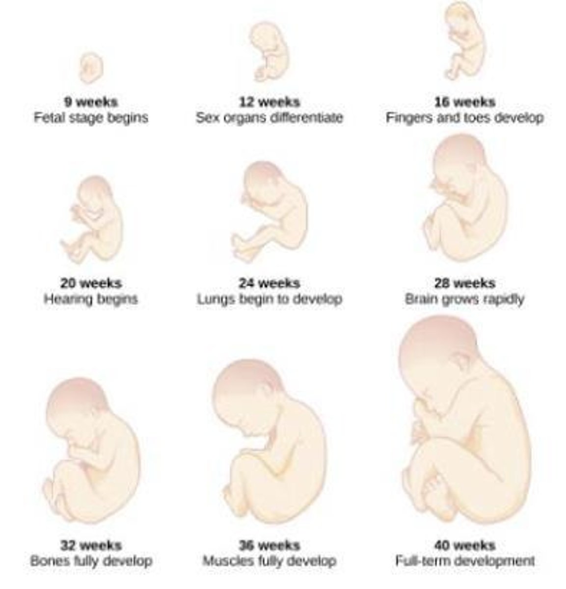 <p>Weeks 9-40: The baby's brain develops and the body adds size and weight until full-term.</p>