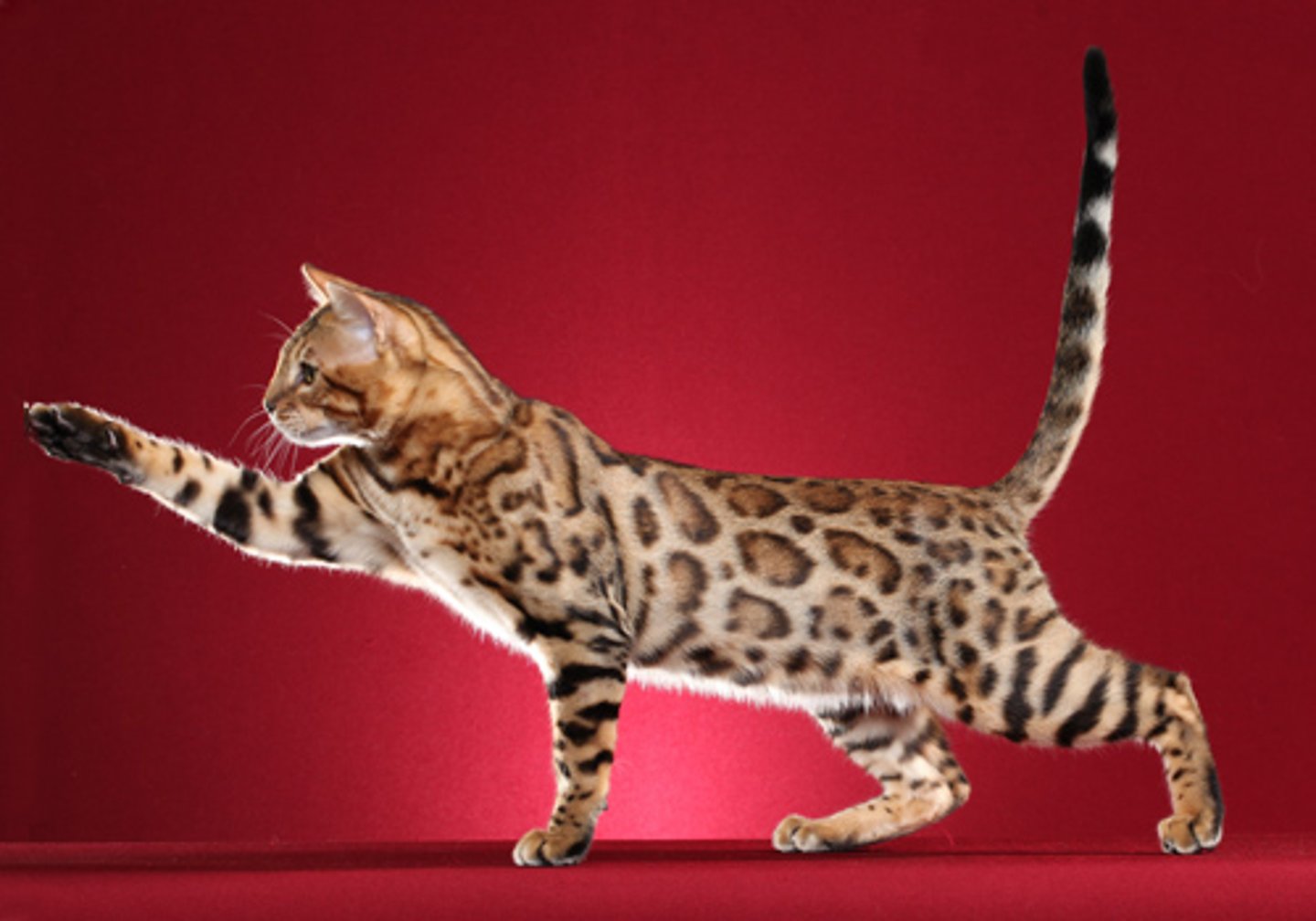 <p>what cat breed is this?</p>