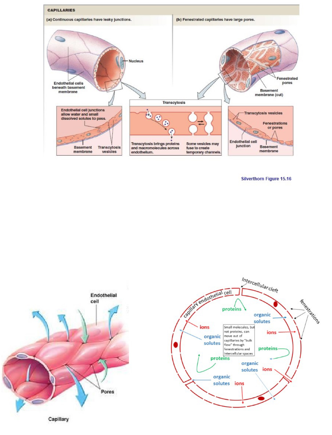 <ul><li><p>the site of exchange between the circulatory system and interstitial fluid&nbsp;</p></li></ul><p></p>