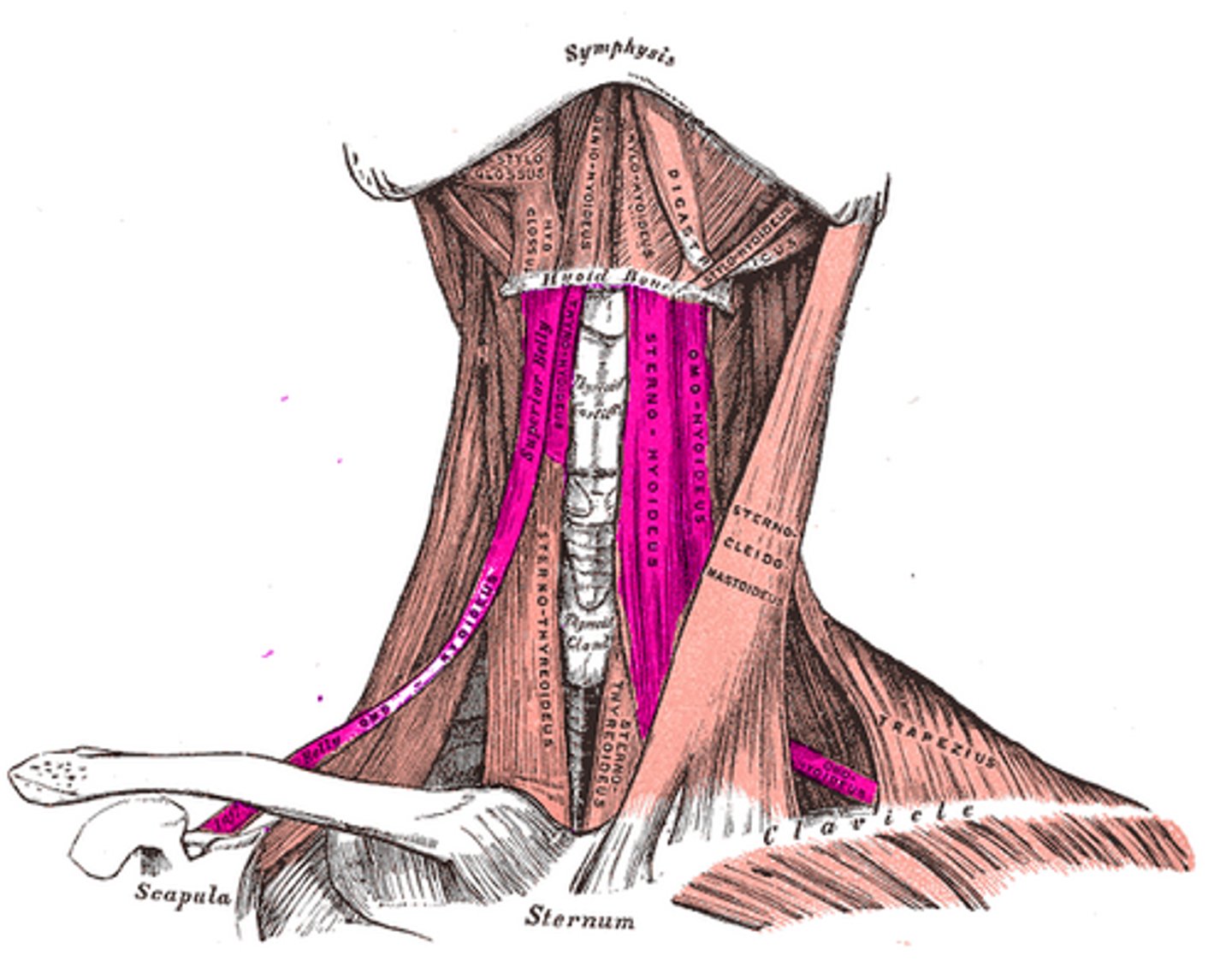 <p>Sternohyoid, Sternothyroid, Thyrohyoid, Omohyoid; a group of muscles located inferior to the hyoid bone and function to depress the hyoid bone. They also stabilize the hyoid bone, thereby allowing the suprahyoid muscles to depress the mandible</p>
