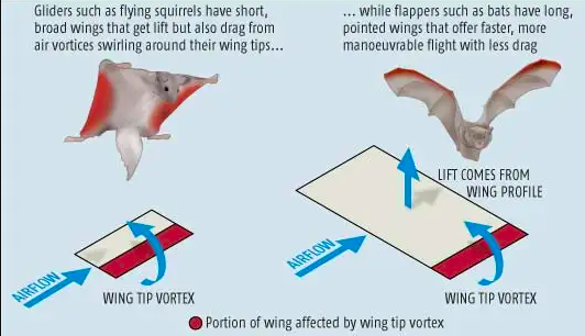 <p>similarity</p><ul><li><p>aspect ratio determines effectivness of glide</p></li></ul><p>difference</p><ul><li><p>gliding flight path is downward</p></li></ul><p></p>