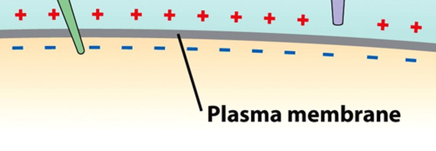 <p>the electrical charge of a cell's membrane</p>