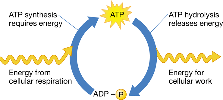 <p>the use of energy released from an exergonic reaction to drive an endergonic reaction in cellular metabolism</p>