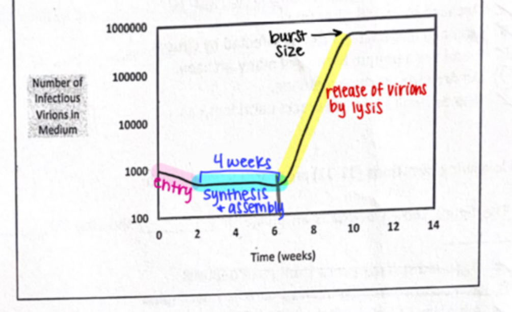 <p><span>What is the approximate time required for synthesis of the virus depicted in the graph below?</span></p>