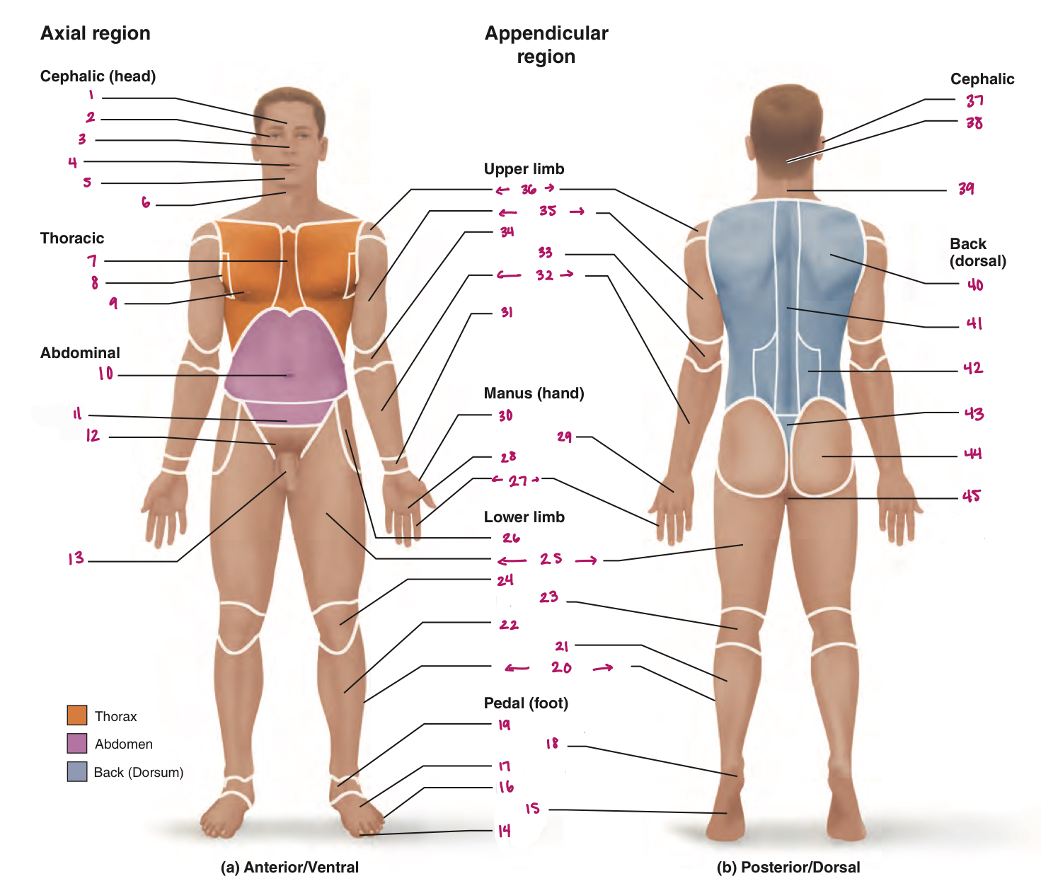<p>Label figure 42.</p>