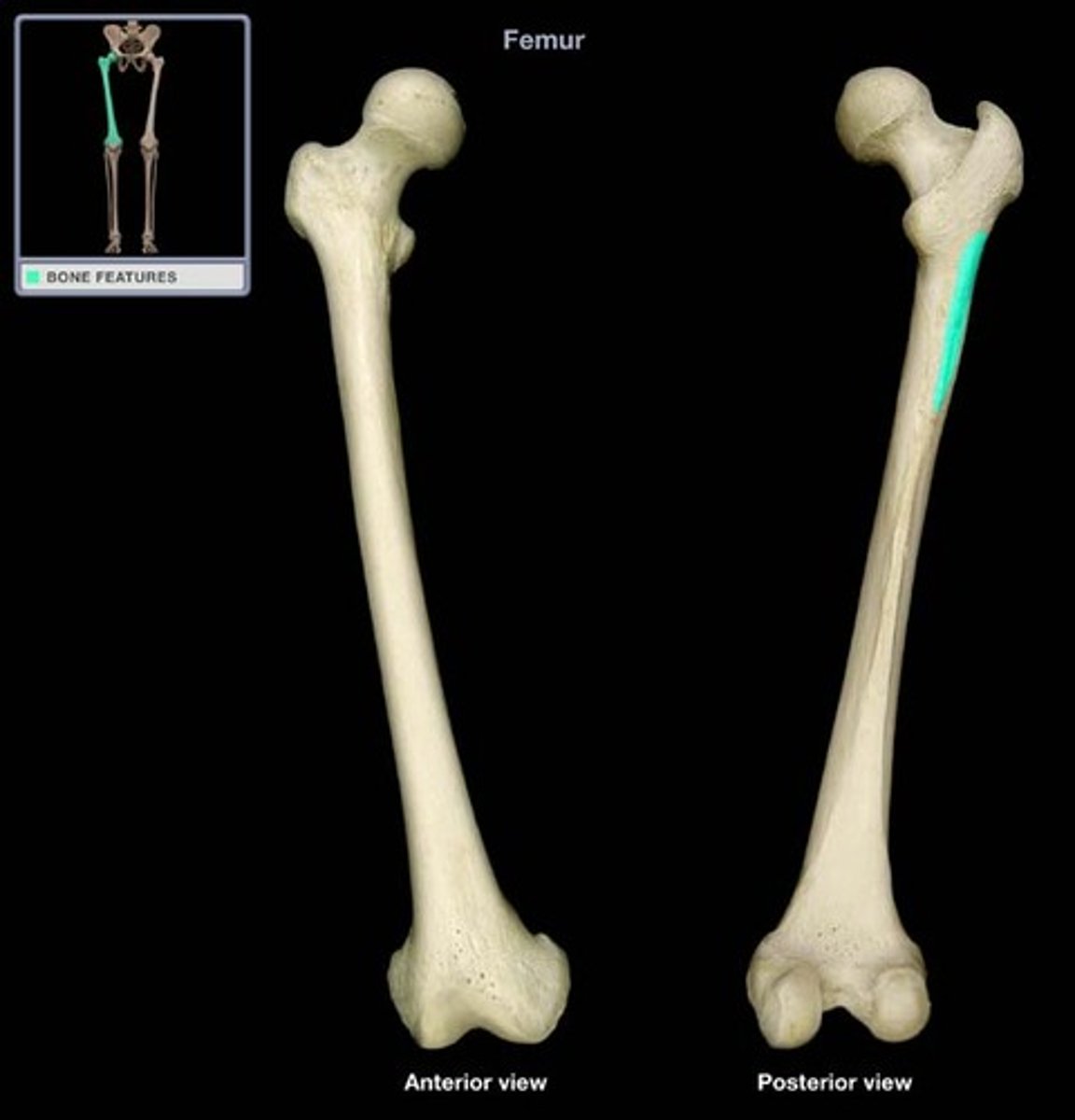 <p>The roughened vertical ridge on the posterior femur that serves as a gluteal muscle attachment.</p>