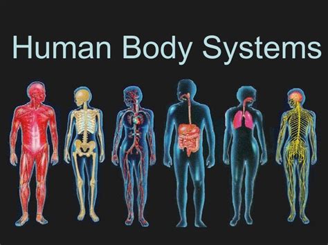 <p><strong>BODY SYSTEM</strong></p>