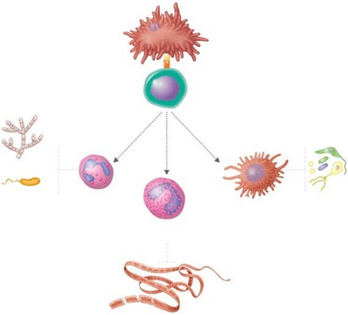 <p>Generates enormous diversity of molecules</p>
