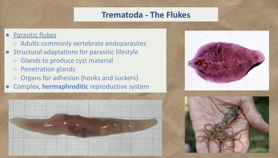 <p></p><p>Trematoda (The Flukes)</p>