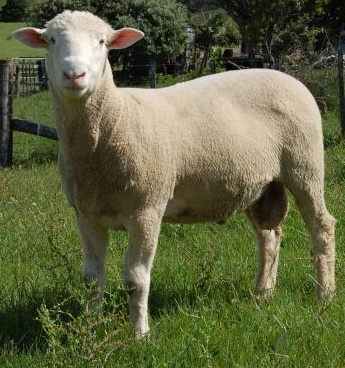 <p>Similar to Suffolk</p><p>All white &amp; open faced</p><p>more efficient reproductively (milk better)<br>Horned or Polled</p><p>Pink pigmentation</p>
