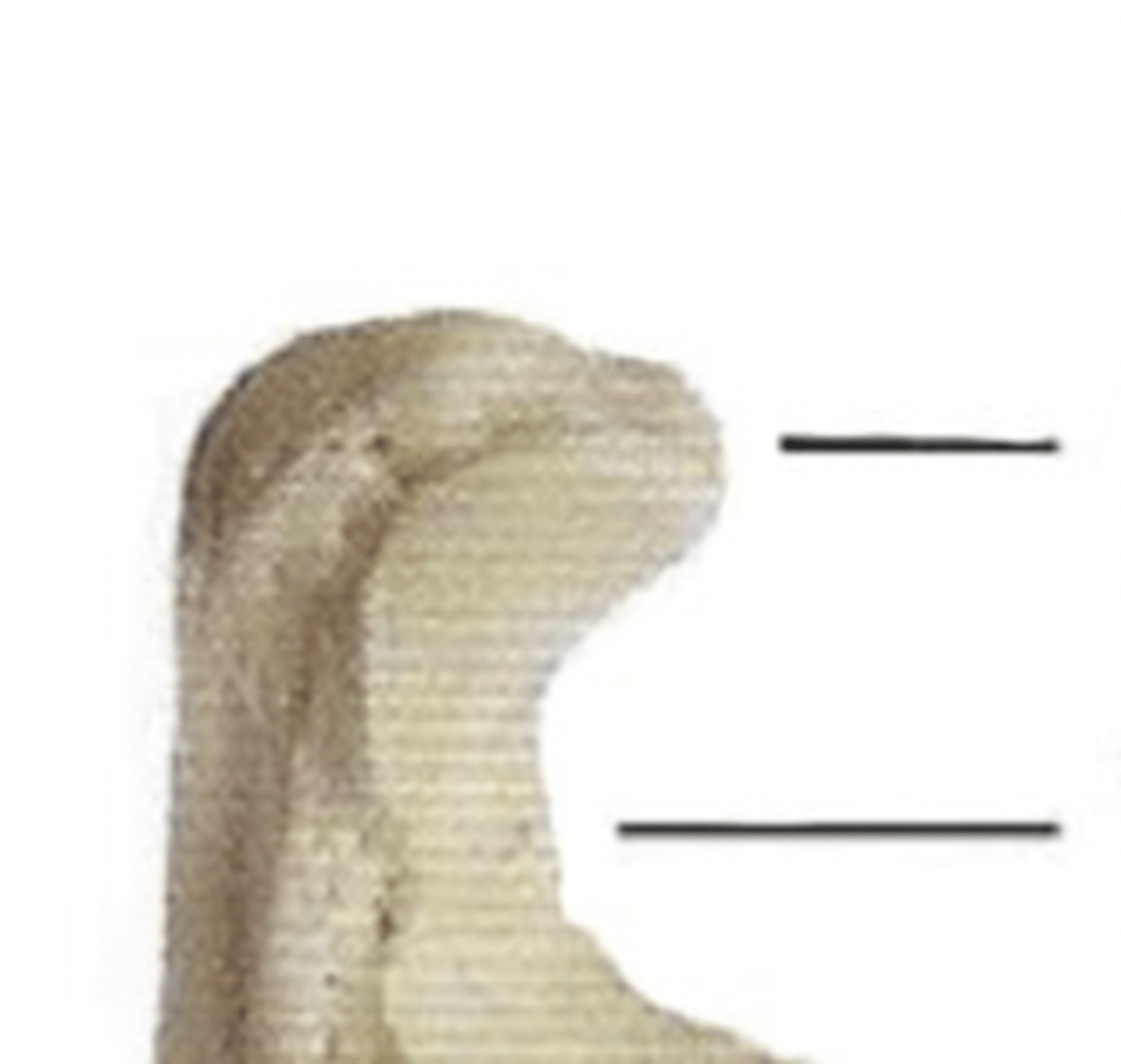 <p>olecranon process</p><p>and</p><p>trochlear notch</p>