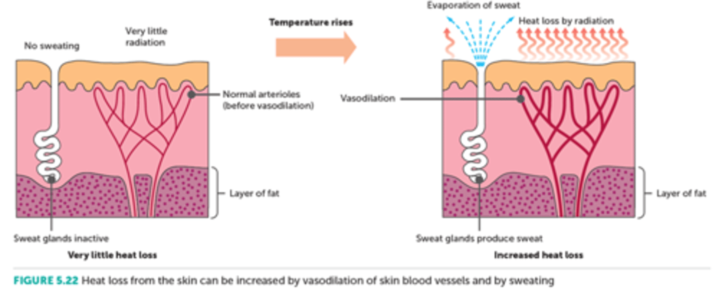 <p>When the weather is warm, or when we exercise, the heat produced by metabolism is greater than that needed to maintain a constant body temperature. This excess heat needs to be lost from the body, otherwise the core temperature will rise. Most heat loss occurs through the skin, although smaller amounts of heat are lost with the gases breathed out from the lungs, and with the faeces and urine.</p>