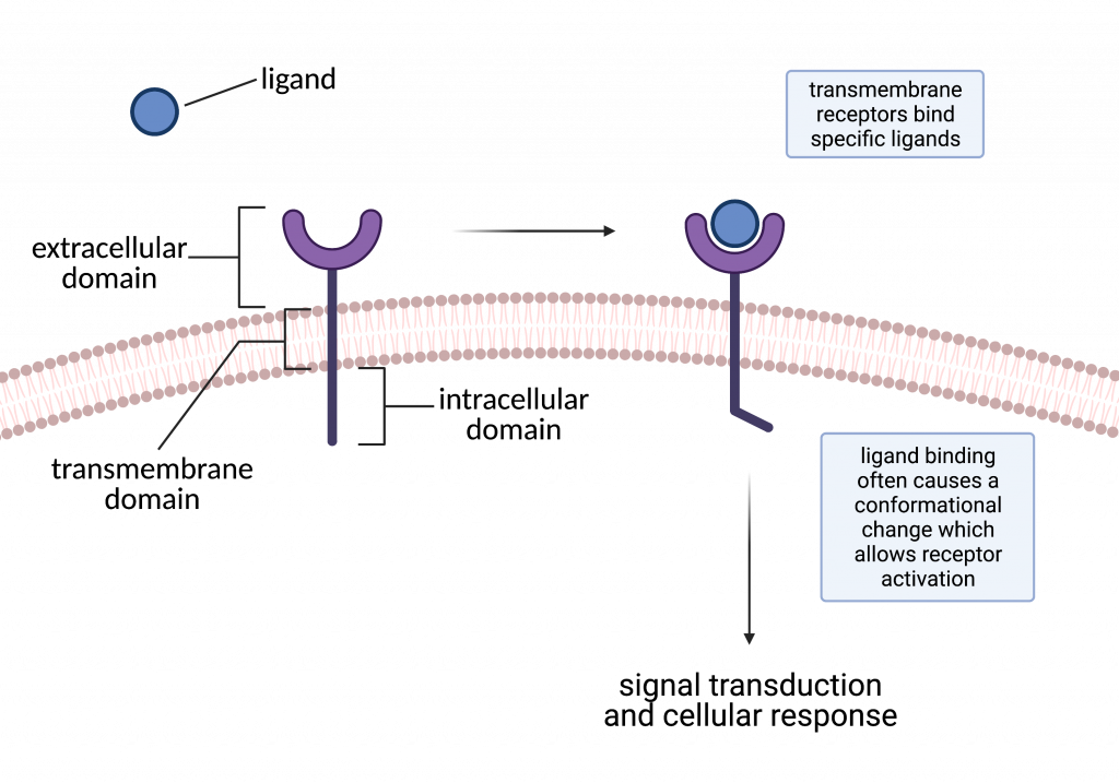 <p>The protein that the ligand binds to (induced fit).</p><p>The receptor’s binding site is complementary to the shape of the ligand</p><p>The binding of the ligand causes the <strong>signal transduction pathway</strong> (series of steps that the cell responds to the binding).</p>