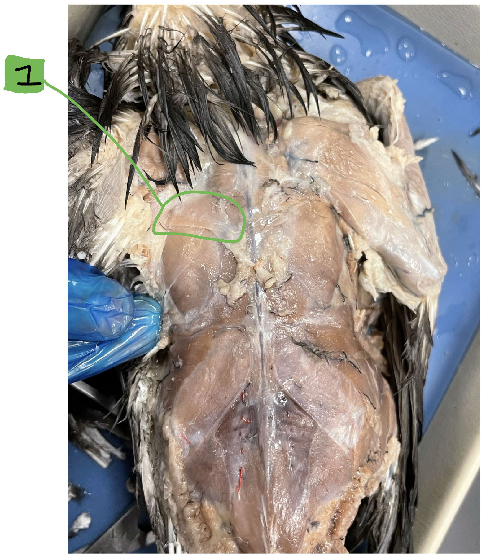 What muscle in the bird is #1?