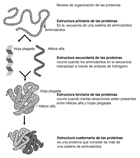 <p>Es dona en les ocasions en què s’uneixen diferents proteïnes (ex: hemoglobina)</p>