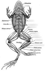 <p>Frogs have two pairs of limbs adapted for different modes of locomotion:</p>
<ul>
<li><strong>Forelimbs</strong>: Shorter and weaker, used for support and balance during rest. They have four digits.</li>
<li><strong>Hindlimbs</strong>: Longer and more muscular, designed for jumping and swimming. They have five webbed digits, which increase surface area for efficient swimming.</li>
</ul>