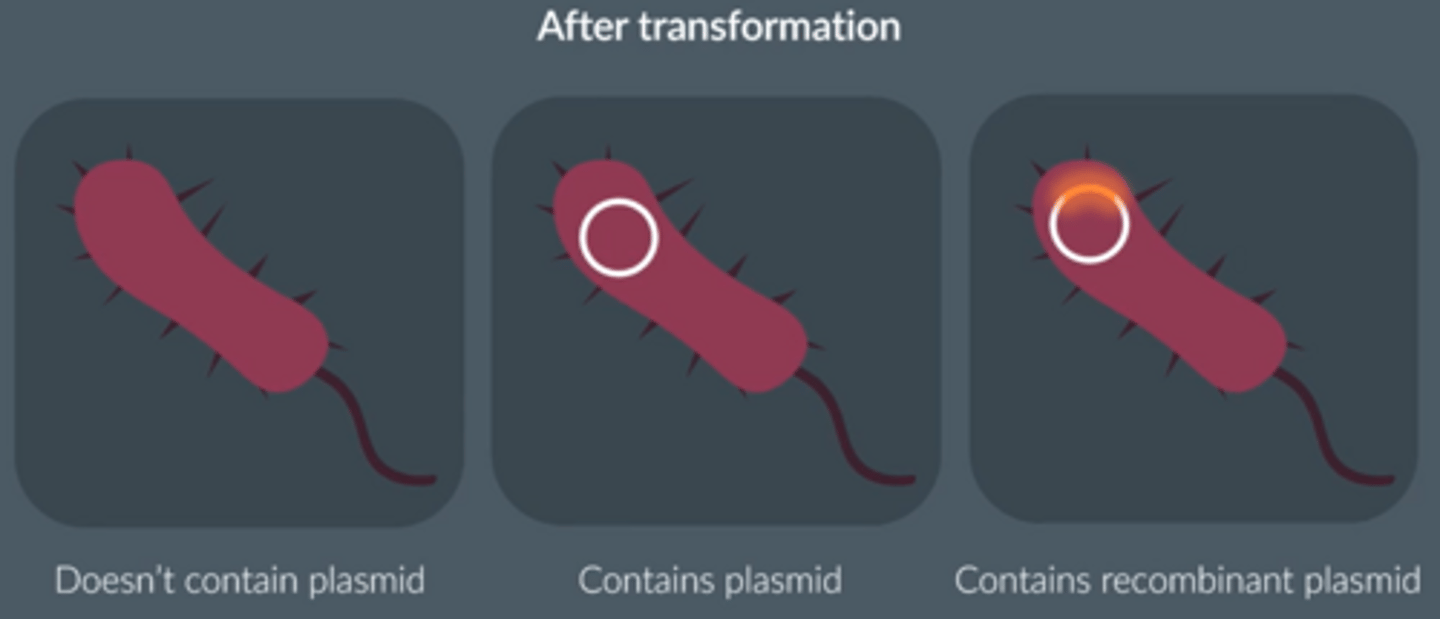 <p>● No plasmid</p><p>● Plasmid</p><p>● Recombinant plasmid</p>