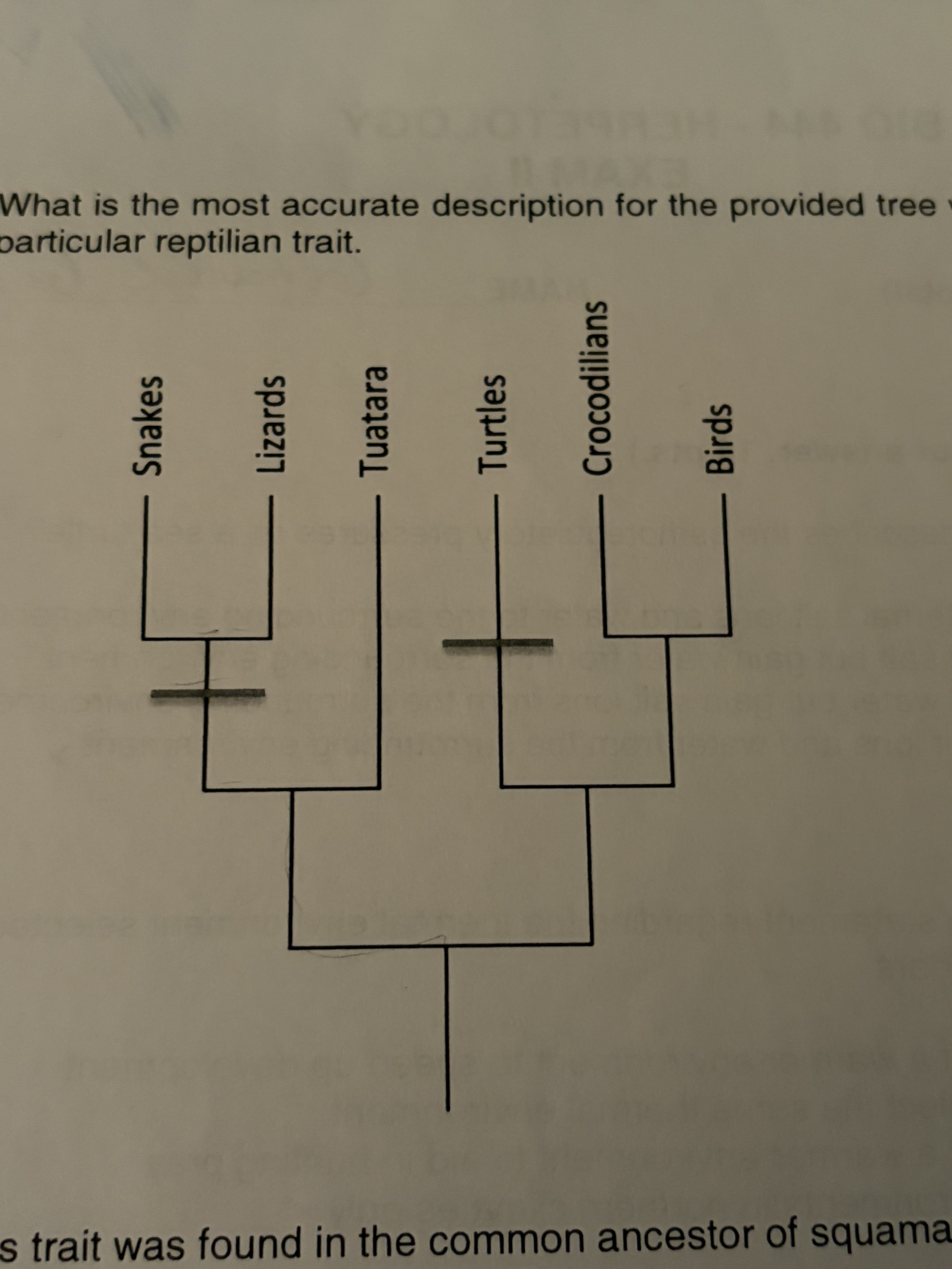 <p>What is the most common accurate description for the provided tree with the two lines indicating a particular reptilian trait?</p>