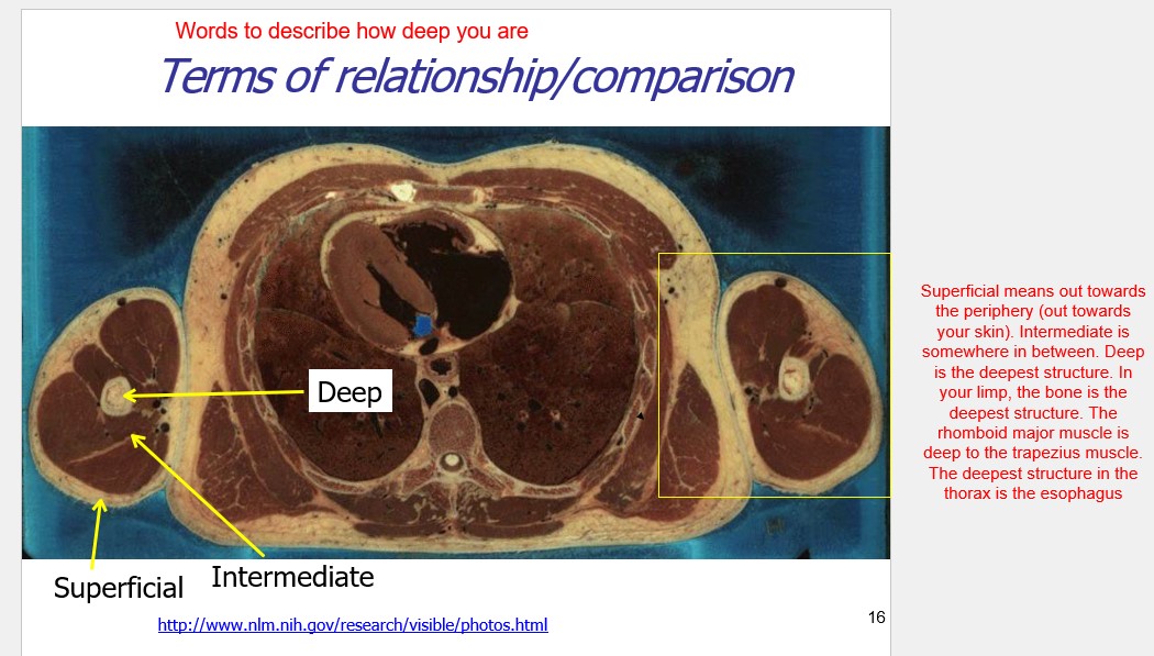 <p>superficial, intermediate, and deep</p><p>Superficial: on top of – the skin is superficial (on top of) the bones</p><p>Deep: under – the rhomboid major muscle is deep (under) the trapezius</p>