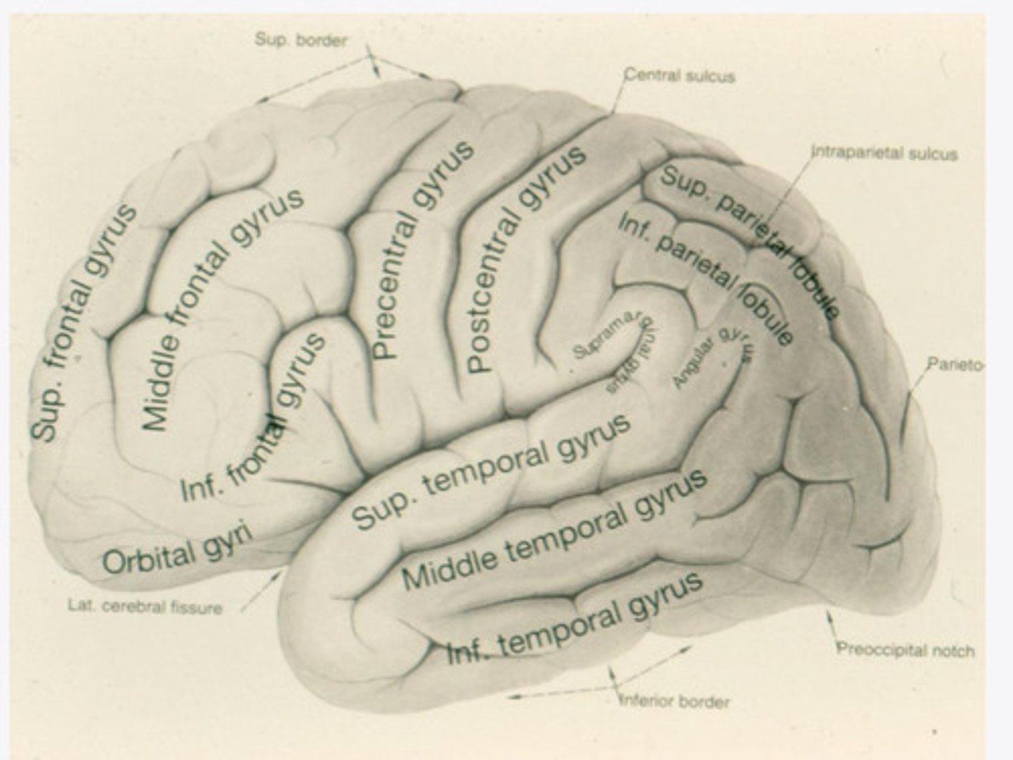 <p>What is the function of the temporal lobe?</p>
