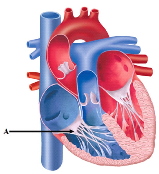 <p>one-way valves located between the atria and the ventricles; the valve on the right is called the tricuspid valve, and the one on the left is the mitral or bicuspid valve</p>