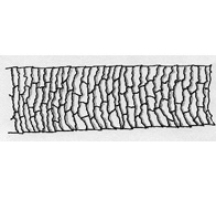 <p>What type of cuticle pattern is this? </p>